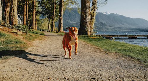 Dog running down trail