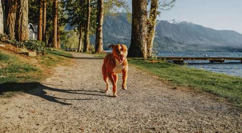 Dog running down trail