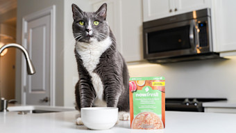 Cat on counter eating Now Fresh Chicken, Duck & Broth Blend wet cat food