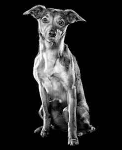 Small dog sitting in black and white