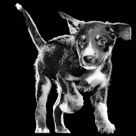 Black and white puppy