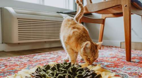 Orange tabby cat sniffing snuffle mat