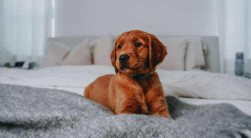 Puppy in blankets on a bed