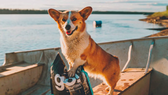 Corgi dog on boat with GO! bag