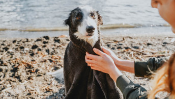 Dog wrapped in towel on beach