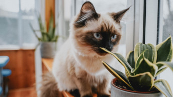 Ragdoll cat sniffing house plant on window sill