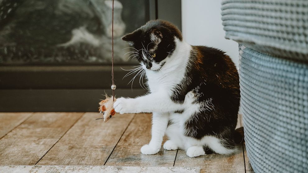 Cat batting at toy mouse on string