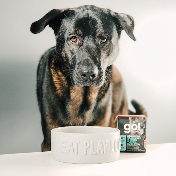 GO! Solutions Carnivore Chicken, Turkey + Duck Grain-Free Stew Wet Dog Food
