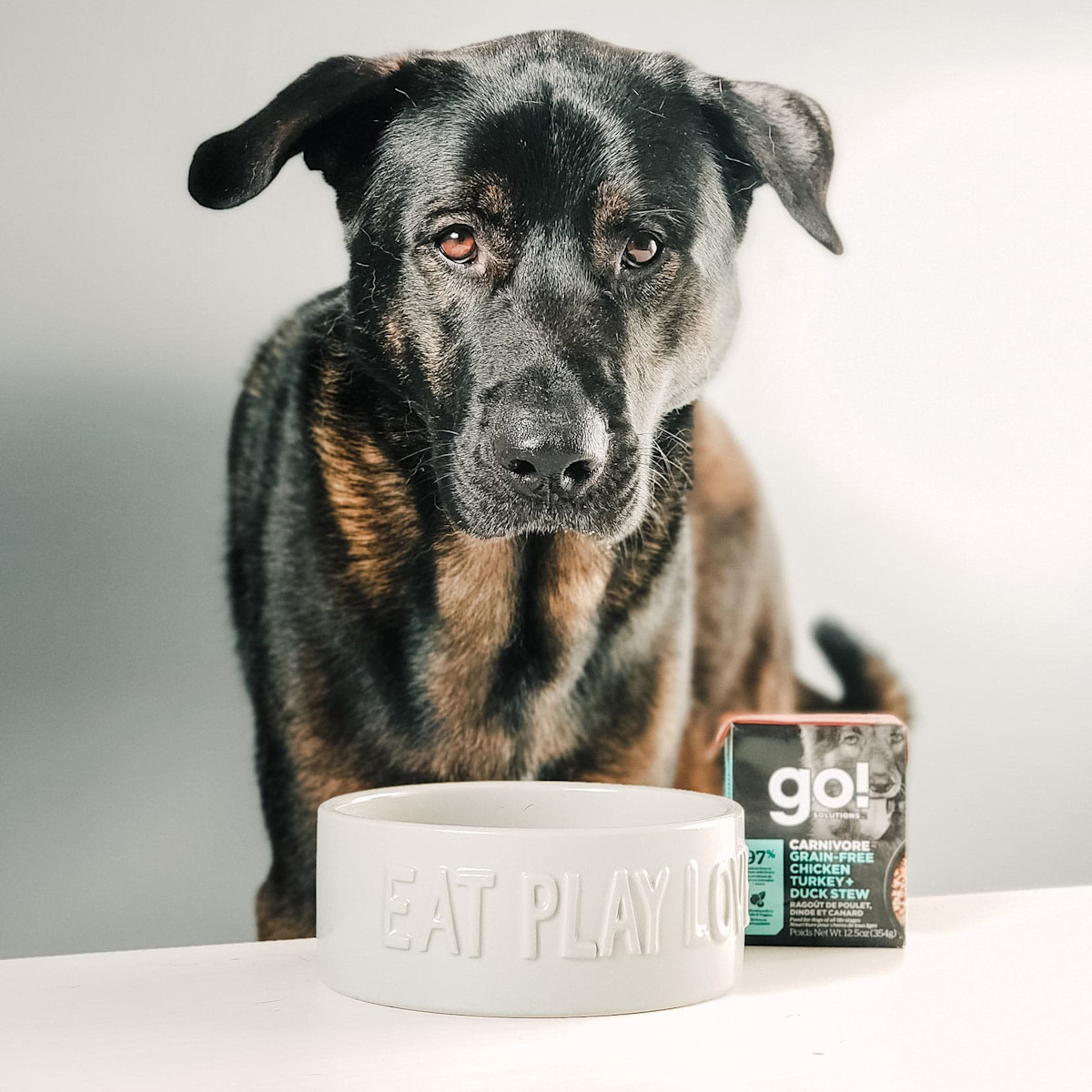 Dog with bowl and GO! SOLUTIONS CARNIVORE Grain-Free Chicken, Turkey + Duck Stew Tetra Pak