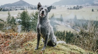 Dog on mountain with landscape in background