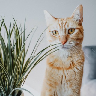 Orange tabby cat sitting beside plant