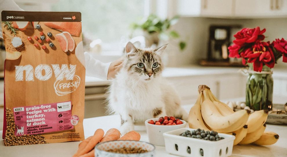 Cat on counter with fresh fruit and bag of NOW FRESH kibble