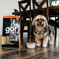 Small breed dog with bowl of GO! SOLUTIONS SKIN + COAT CARE Duck Recipe with Grains dry food