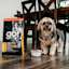 Small breed dog with bowl of GO! SOLUTIONS SKIN + COAT CARE Duck Recipe with Grains dry food