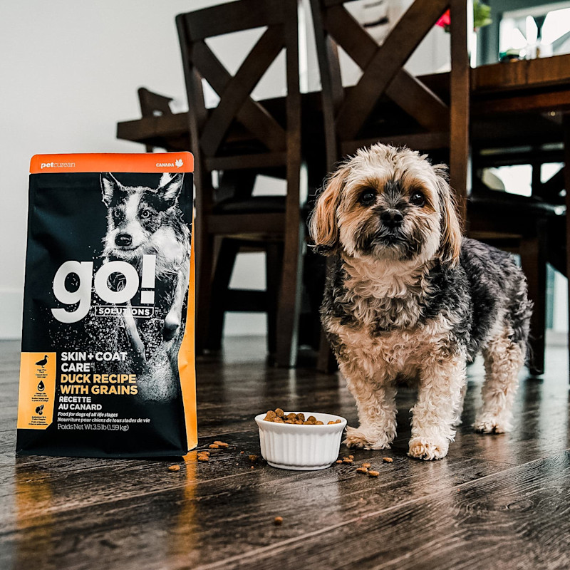 Small breed dog with bowl of GO! SOLUTIONS SKIN + COAT CARE Duck Recipe with Grains dry food