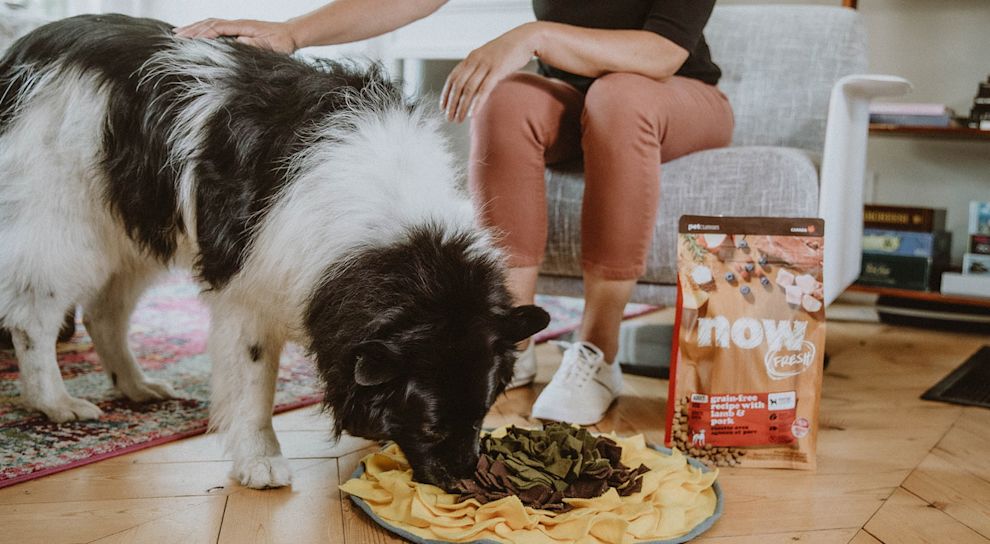 Border Collie dog eating Now Fresh kibble from snuffle mat