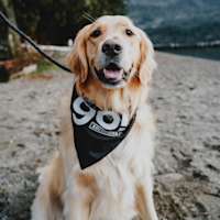 Golden Retriever wearing GO! SOLUTIONS bandana