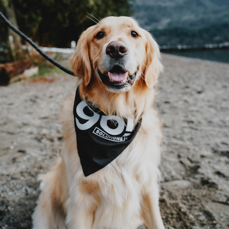 Golden Retriever wearing GO! SOLUTIONS bandana