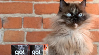 Fluffy cat sitting in front of brick wall beside GO! Tetra Pak recipes