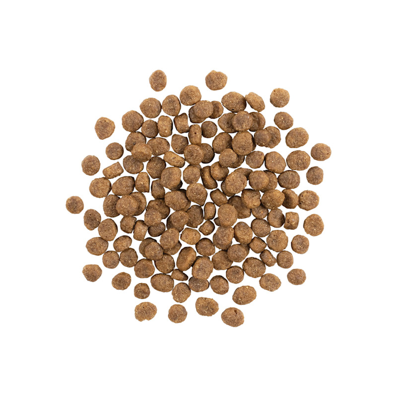 Go! Sensitivities Small Bites Salmon kibble for dogs
