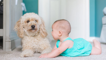 Small breed dog laying on carpet next to baby