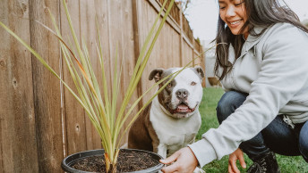 Woman with Pit Bull Terrier sitting behind potted plant in backyard