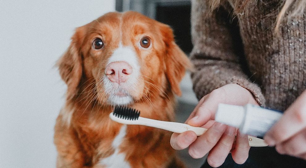 Woman about to brush Toller dog's teeth