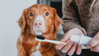 Woman about to brush Toller dog's teeth