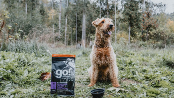 Airedale Terrier dog in grassy area beside GO! SOLUTIONS Senior Recipe bag