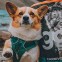 Corgi dog paw up beside kibble bag by lake in mountains