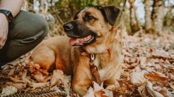 Relaxed dog laying on the ground with fall leaves