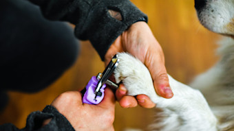 Close up of a dog's nail being trimmed