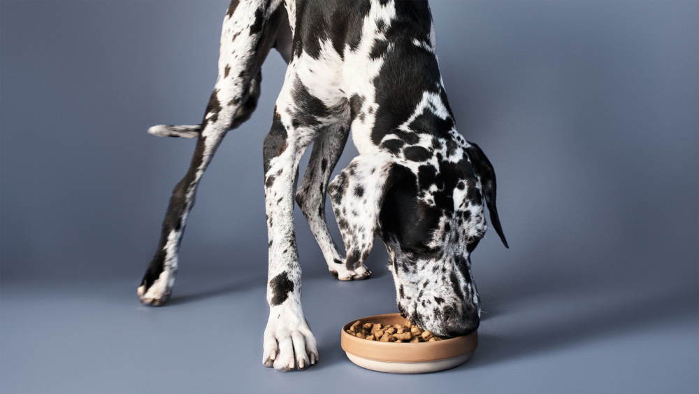 Great Dane dog eating kibble from bowl