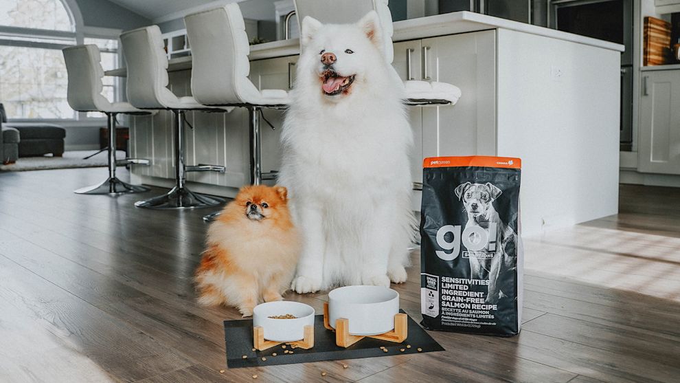 Pomeranian and Samoyed dog with bowls of Go! Solutions kibble