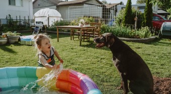 Dog and small child playing in back yard pool