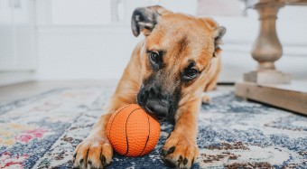 Dog with basketball toy