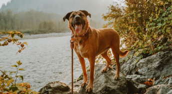 Dog by riverside smiling and wincing at camera