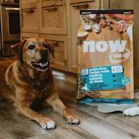Large breed senior dog laying down beside bag of NOW FRESH kibble