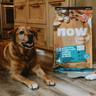 Large breed senior dog laying down beside bag of NOW FRESH kibble