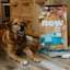 Large breed senior dog laying down beside bag of NOW FRESH kibble
