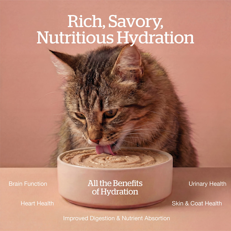 All the benefits of hydration: brain function, heart health, improved digestion and nutrient absorption, skin and coat health, urinary health