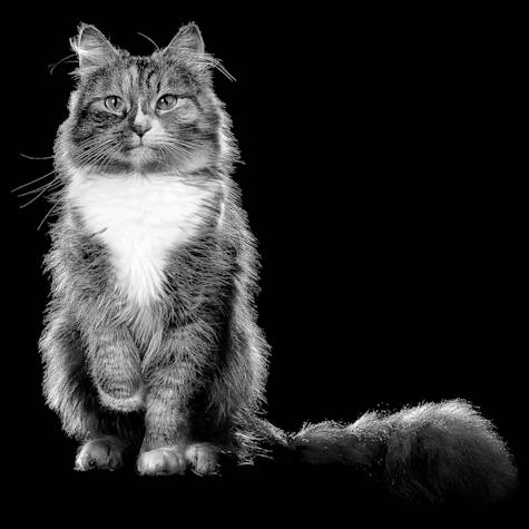 Cat with long fluffy tail