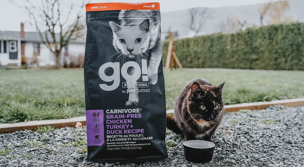 Cat outside eating Go! Carnivore dry food