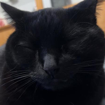 Black cat with eyes closed