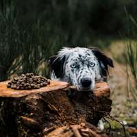 Border Collie resting head on log with pile of kibble