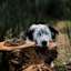 Border Collie resting head on log with pile of kibble