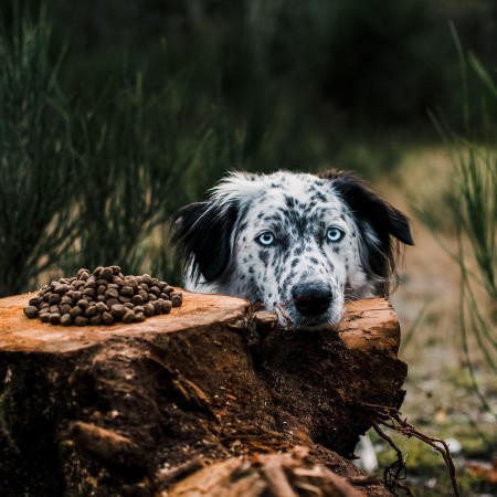 Border Collie resting head on log with pile of kibble