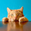 Ginger cat with paws on table