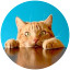 Ginger cat with paws on table