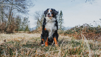 Bernese Mountain Dog outside in grassy area with tongue out
